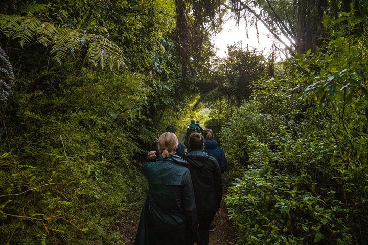Zealandia - Twilight Guided Eco Wildlife Tour - Photo 1 of 11